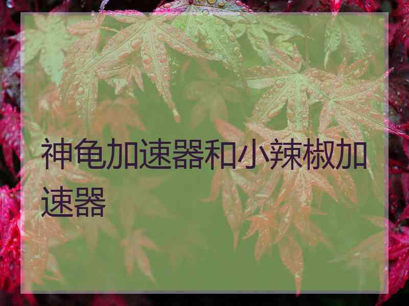 神龟加速器和小辣椒加速器